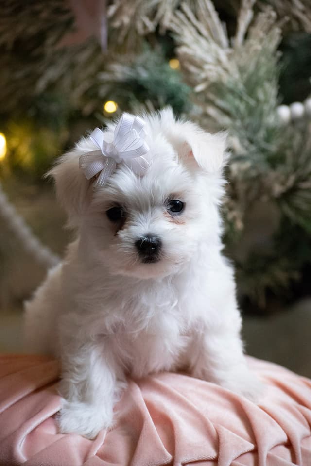 Maltese Puppies- ONE FEMALE LEFT media 4