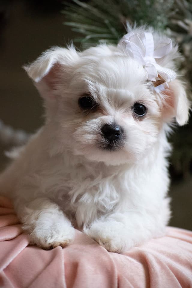 Maltese Puppies- ONE FEMALE LEFT media 5