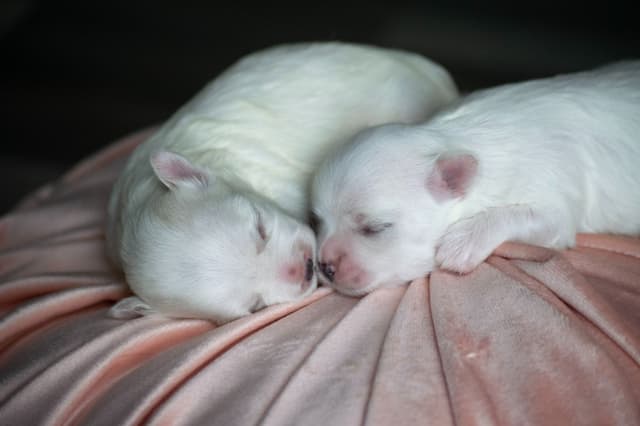 Maltese Puppies- ONE FEMALE LEFT media 6