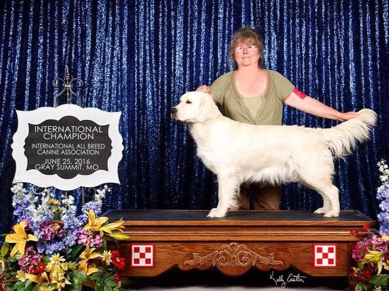Light Golden Retriever Puppies breeder image 4
