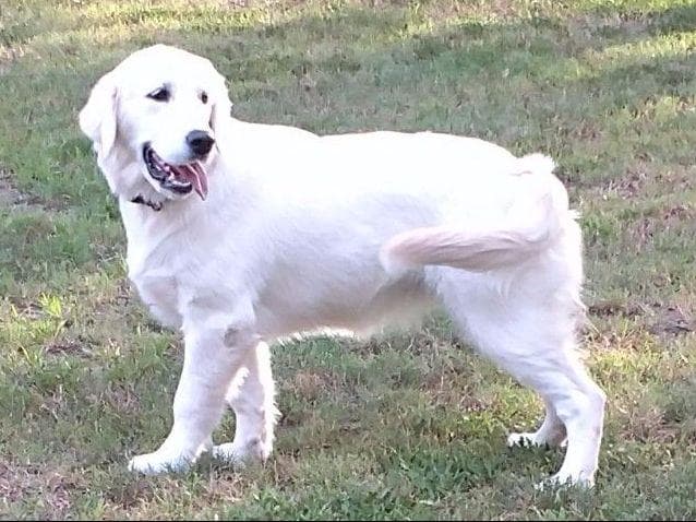 Light Golden Retriever Puppies breeder image 7