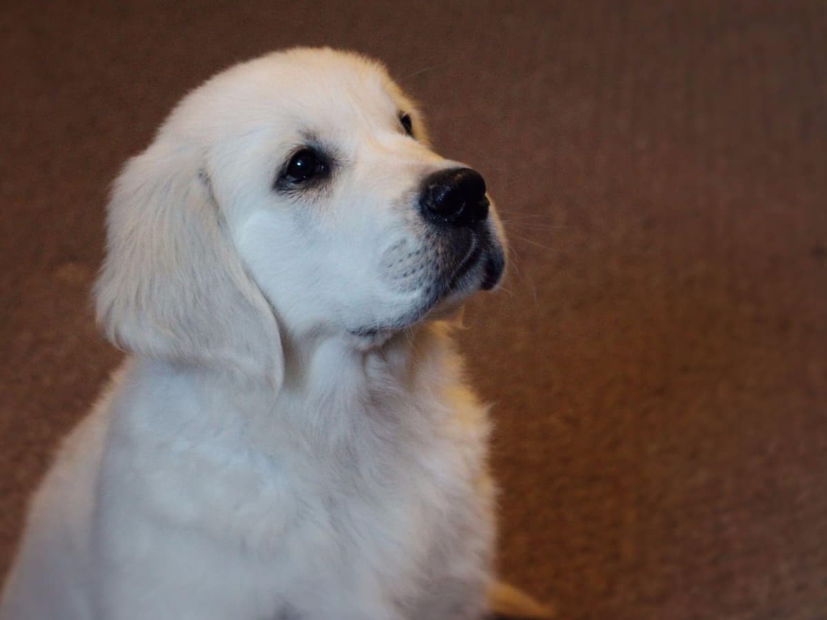 Light Golden Retriever Puppies breeder image 2