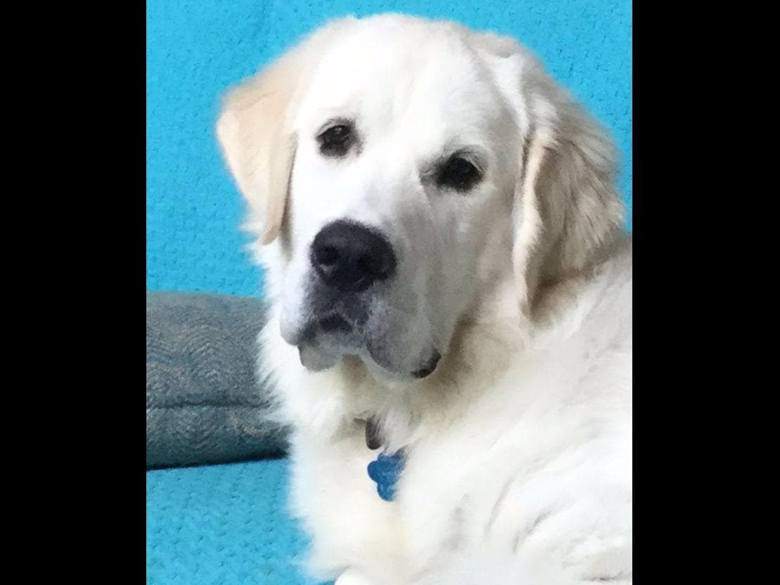Light Golden Retriever Puppies breeder image 3