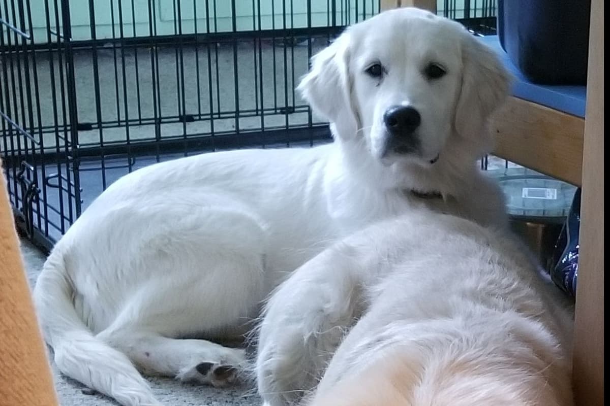 Light Golden Retriever Puppies breeder image 5