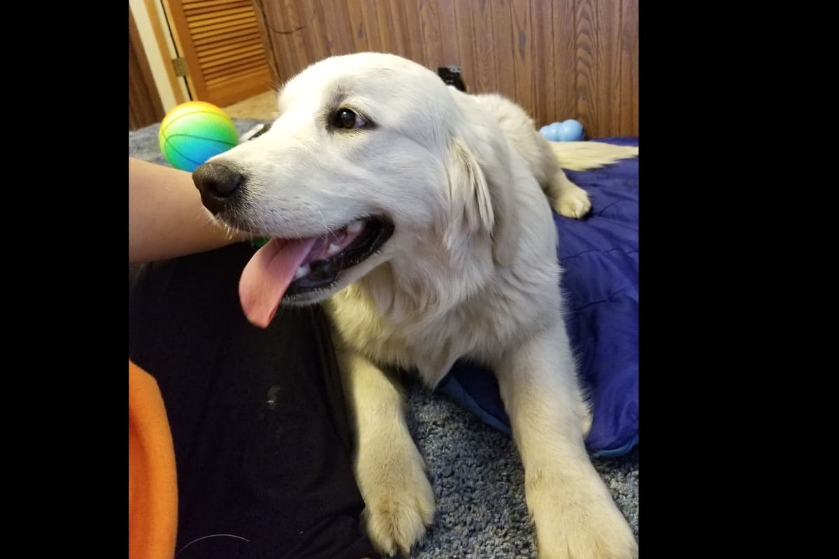 Light Golden Retriever Puppies breeder image 10