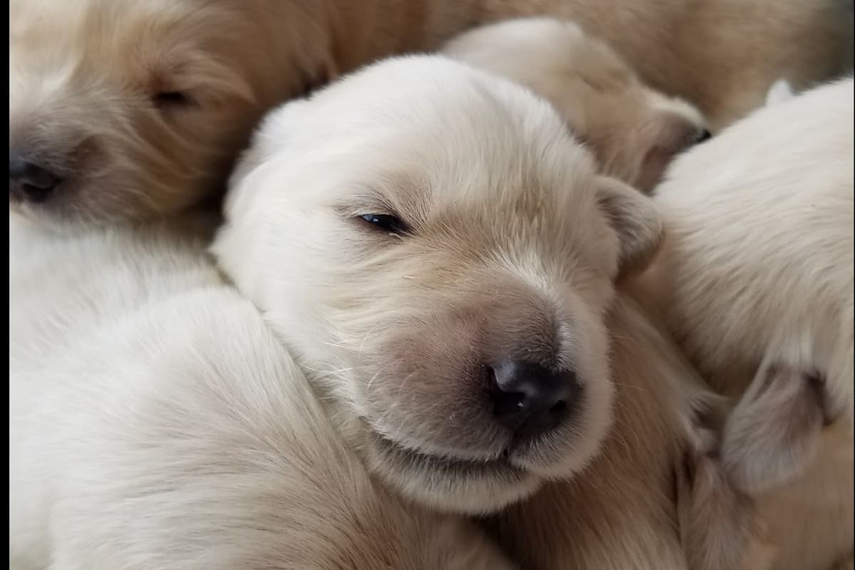Light Golden Retriever Puppies breeder image 8
