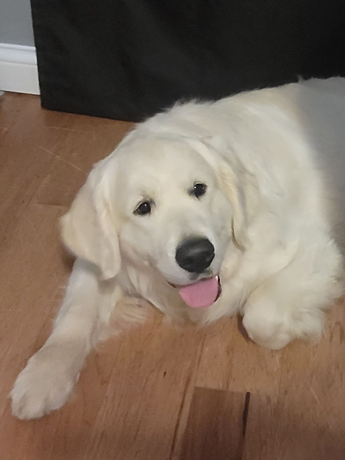 Light Golden Retriever Puppies breeder image 13
