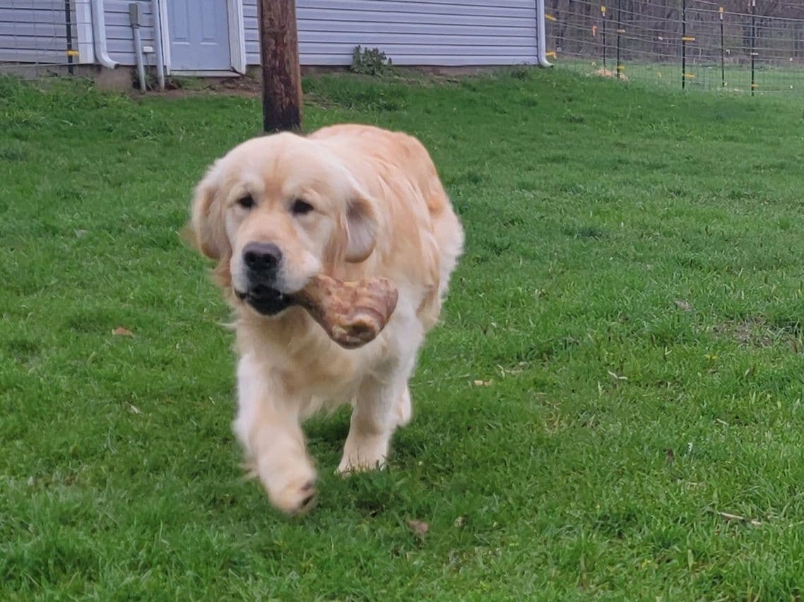 Light Golden Retriever Puppies breeder image 14