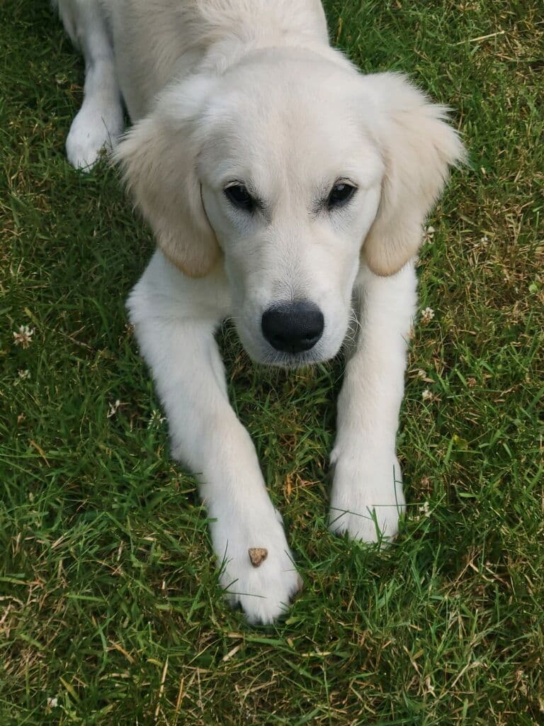 Light Golden Retriever Puppies breeder image 15
