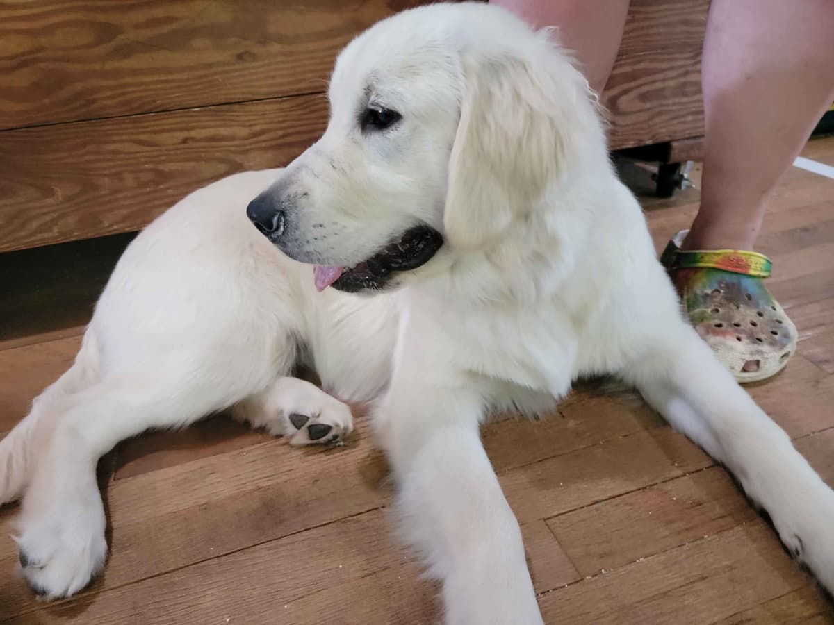 Light Golden Retriever Puppies breeder image 16