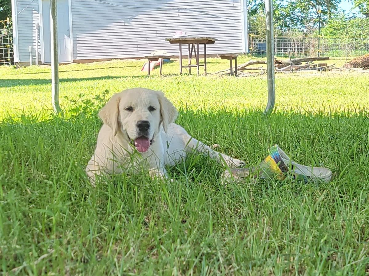 Light Golden Retriever Puppies breeder image 18