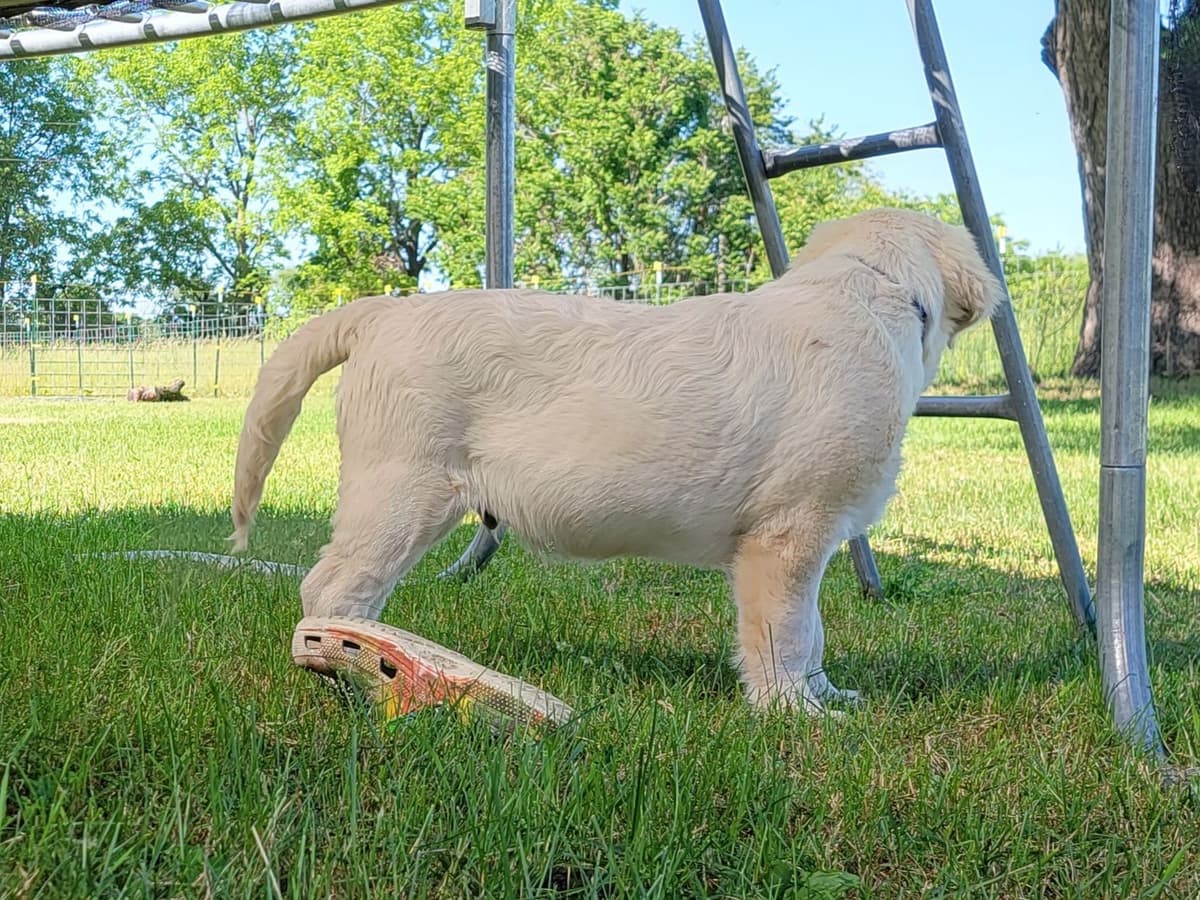 Light Golden Retriever Puppies breeder image 19