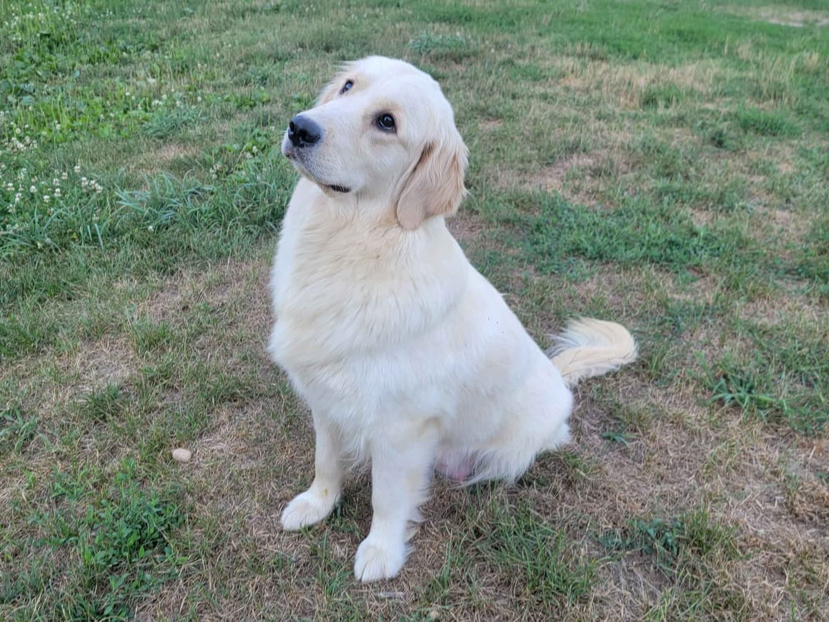 Light Golden Retriever Puppies breeder image 20
