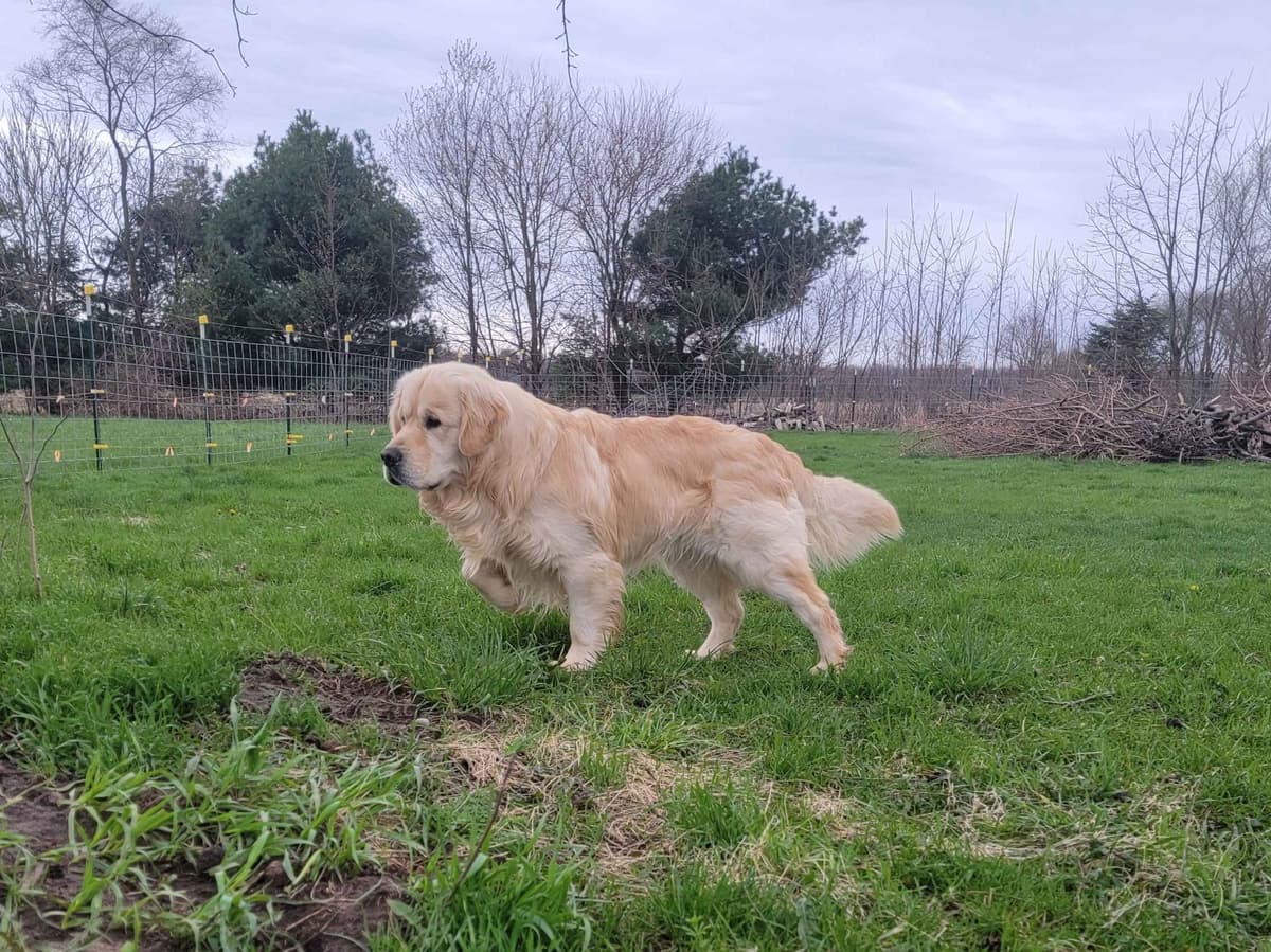 Light Golden Retriever Puppies breeder image 21