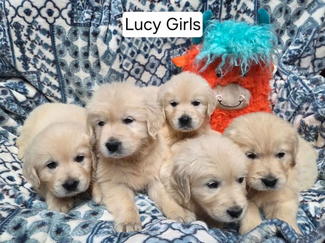 Light Golden Retriever Puppies media 2