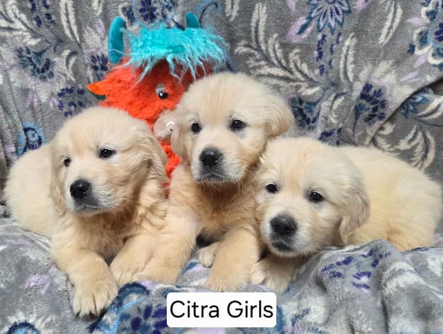 Light Golden Retriever Puppies media 2