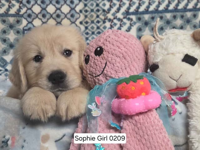 Healthy, Sweet, Light Golden Retriever Puppies media 2