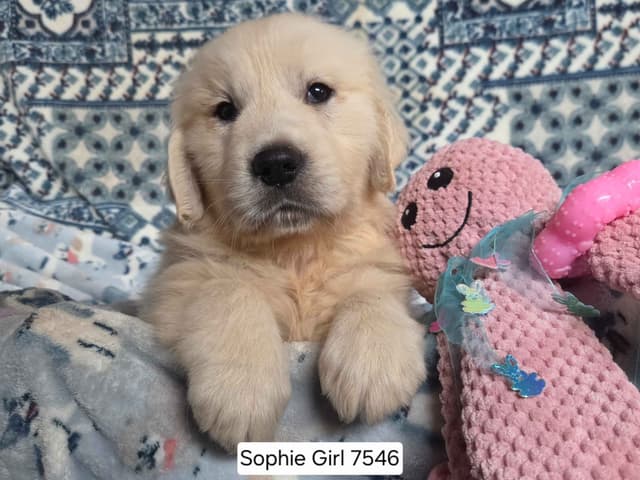 Healthy, Sweet, Light Golden Retriever Puppies media 3