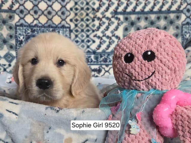 Healthy, Sweet, Light Golden Retriever Puppies media 4