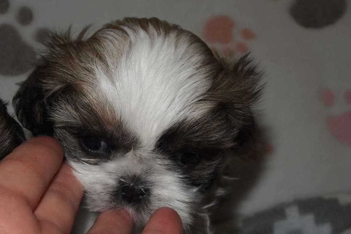 Shih Tzu Puppies breeder image 1