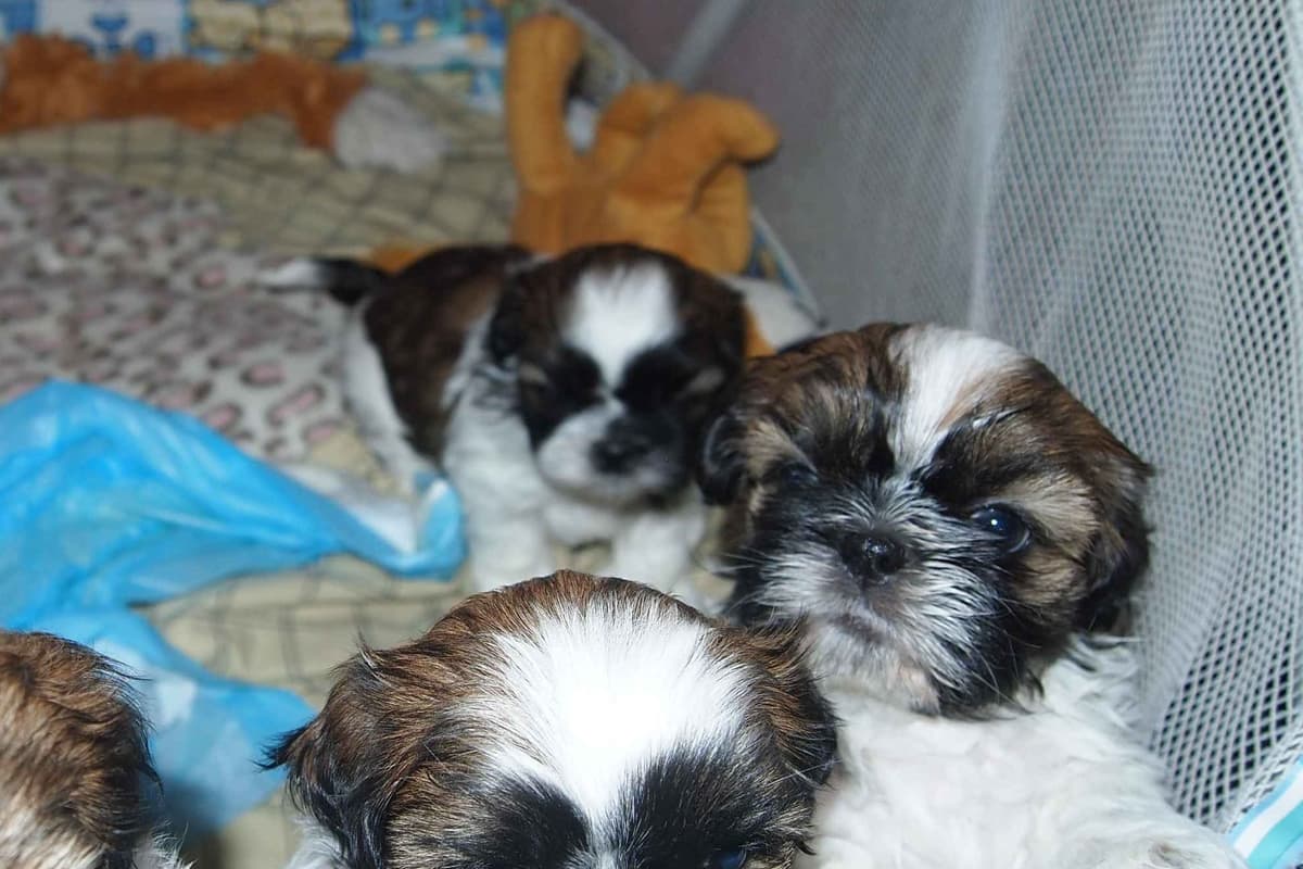 Shih Tzu Puppies breeder image 3