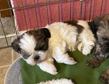 Shih Tzu Puppies breeder image 2