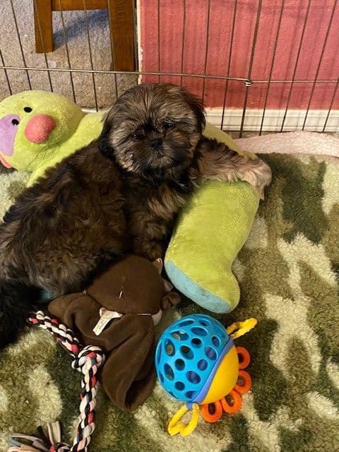 Shih Tzu Puppies breeder image 4