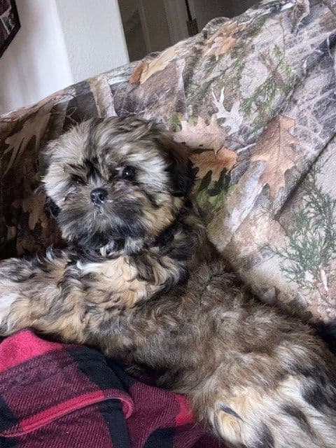Shih Tzu Puppies breeder image 6