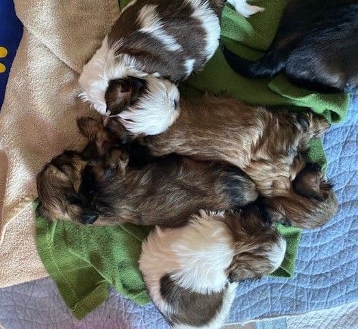 Shih Tzu Puppies breeder image 5