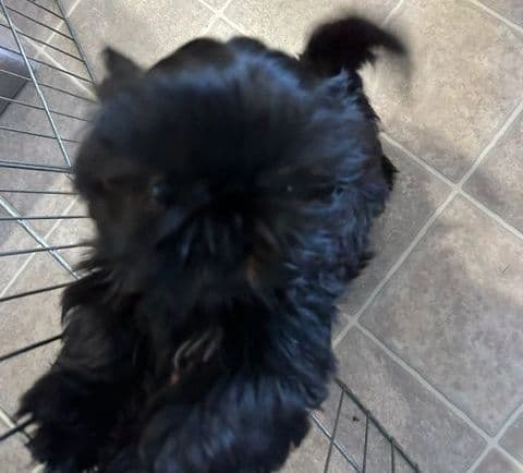 Shih Tzu Puppies media 3