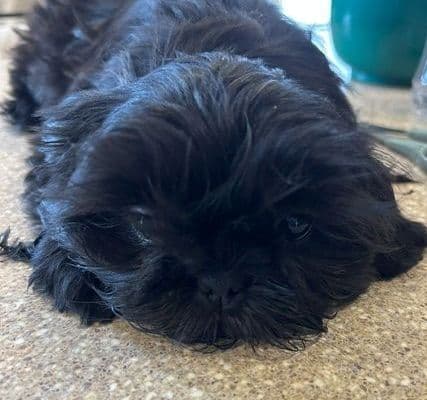Shih Tzu Puppies media 2