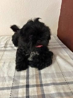 Shih Tzu Puppies media 4