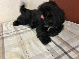 Shih Tzu Puppies media 5