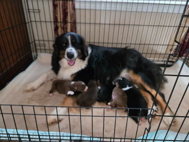 Australian Shepherd Puppies media 6