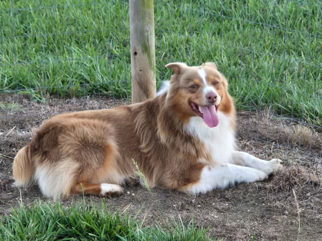 Australian Shepherd Puppies media 7