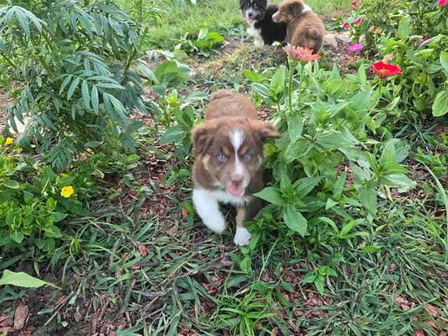 Australian Shepherd Puppies media 3