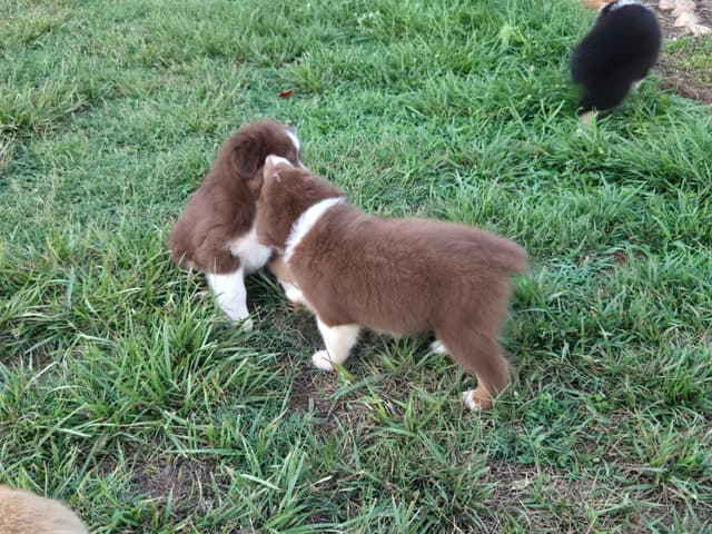 Australian Shepherd Puppies media 4