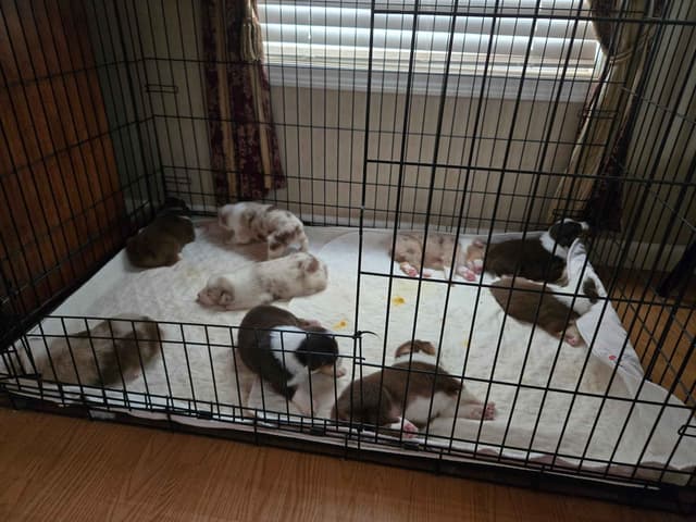 Australian Shepherd Puppies media 5