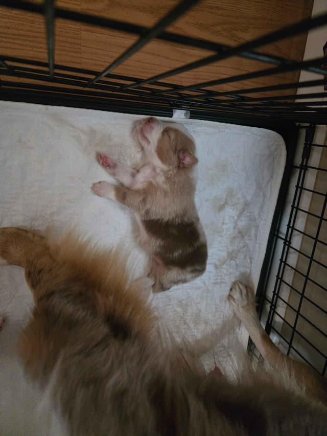 Australian Shepherd Puppies media 4