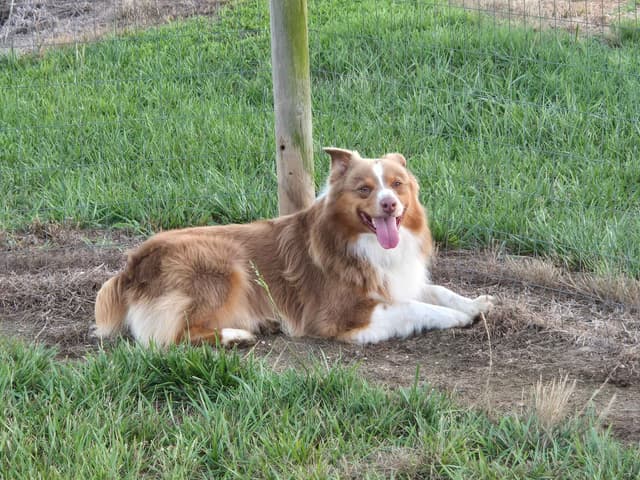 Australian Shepherd Puppies media 7