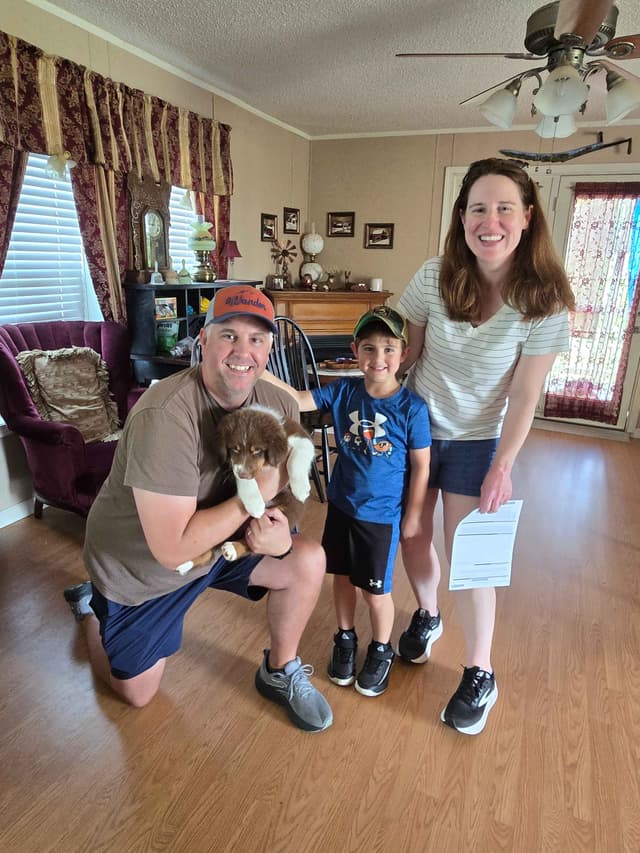 Australian Shepherd Puppies media 10