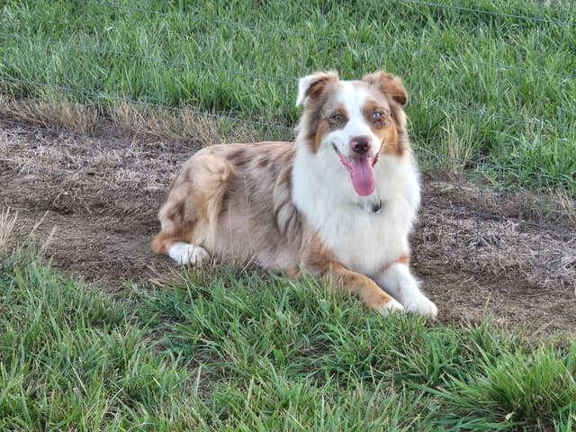 Australian Shepherd Puppies media 8