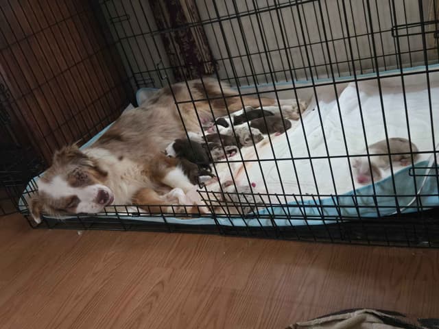 Australian Shepherd Puppies media 9
