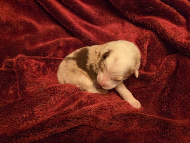 Australian Shepherd Puppies media 2