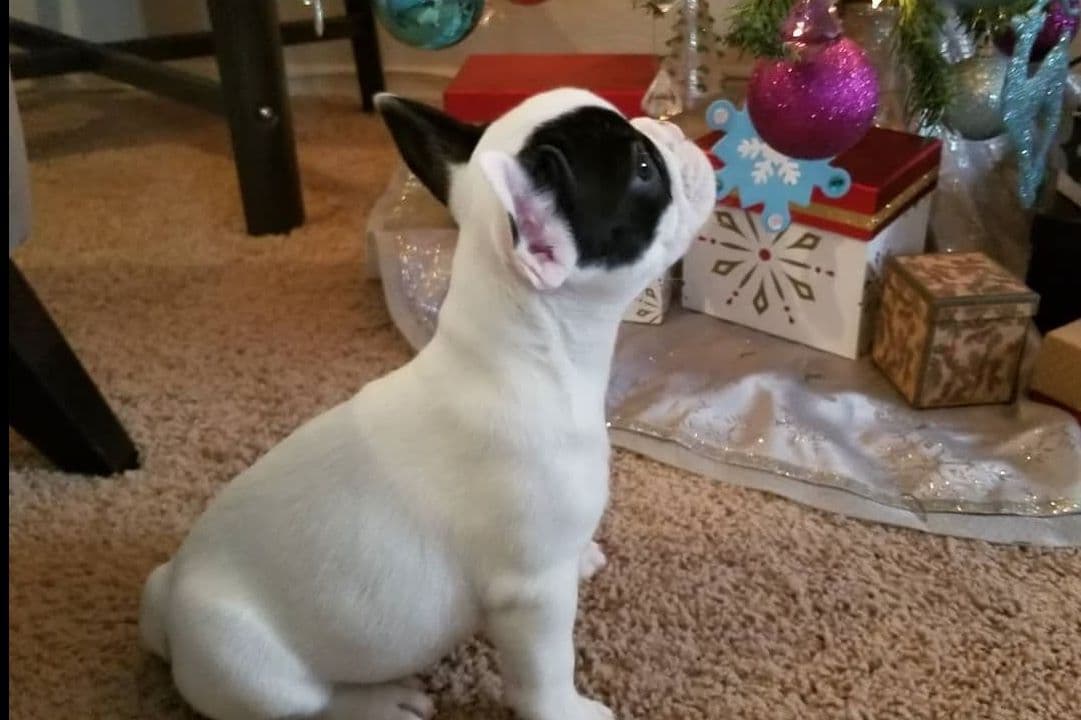 French Bulldog Puppies breeder image 15