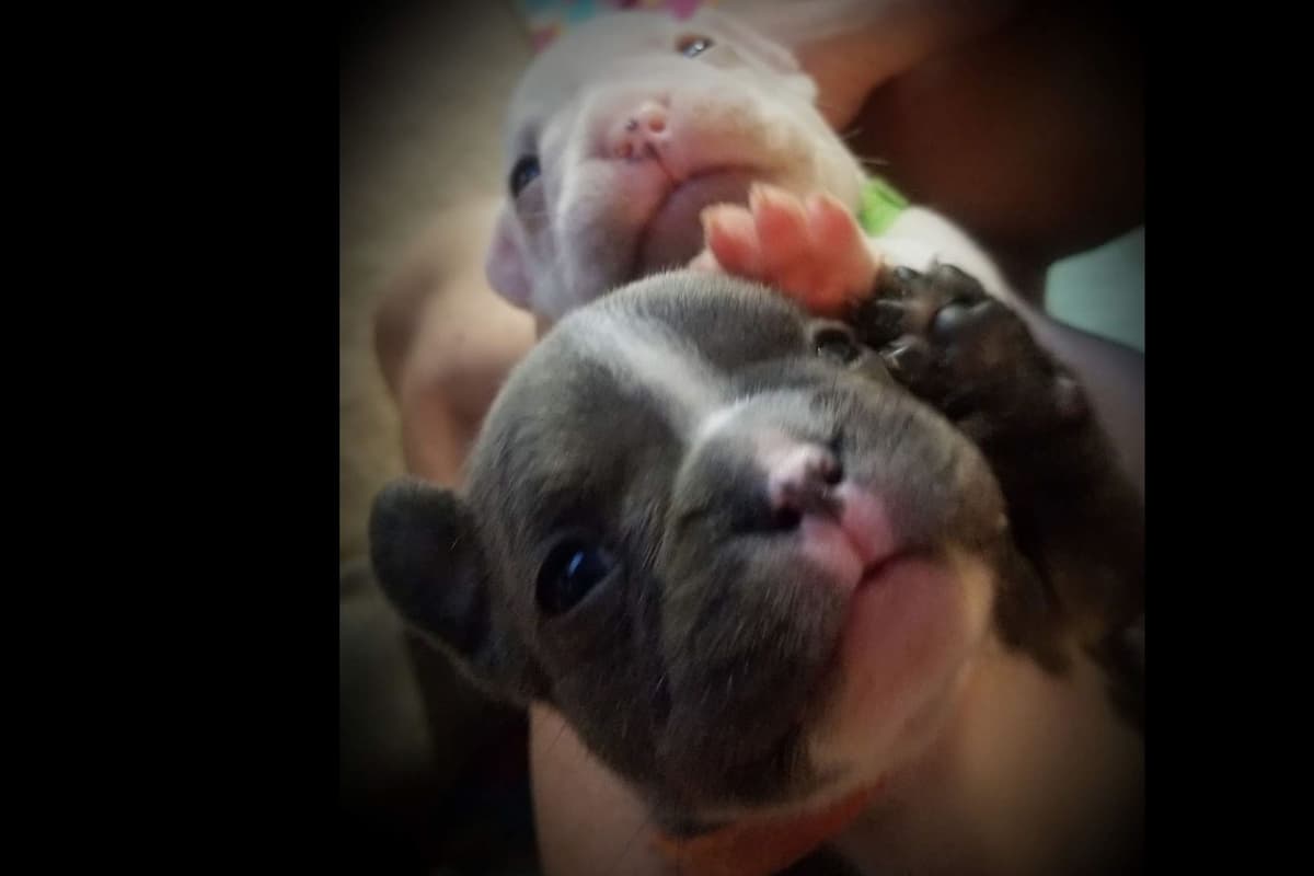 French Bulldog Puppies breeder image 14