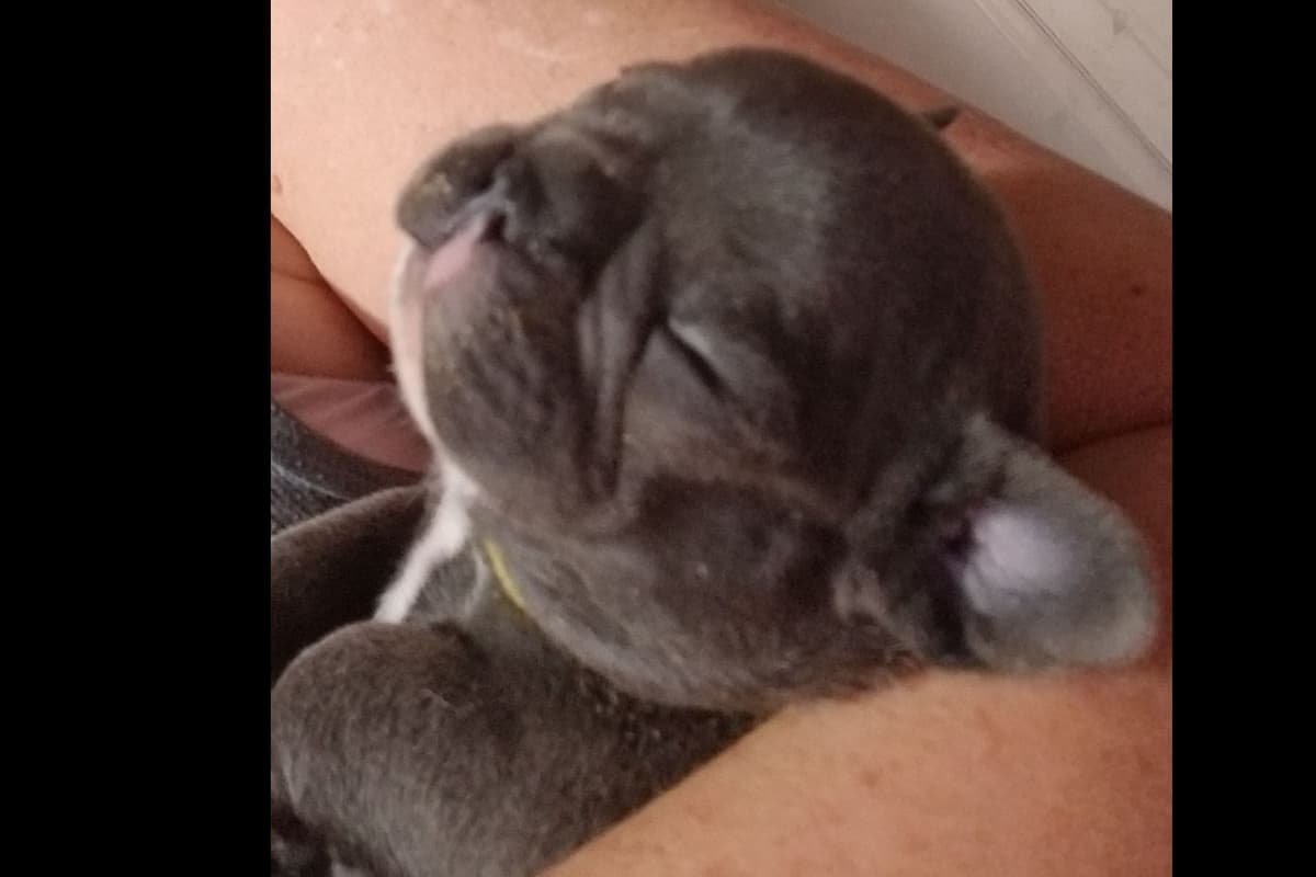 French Bulldog Puppies breeder image 13