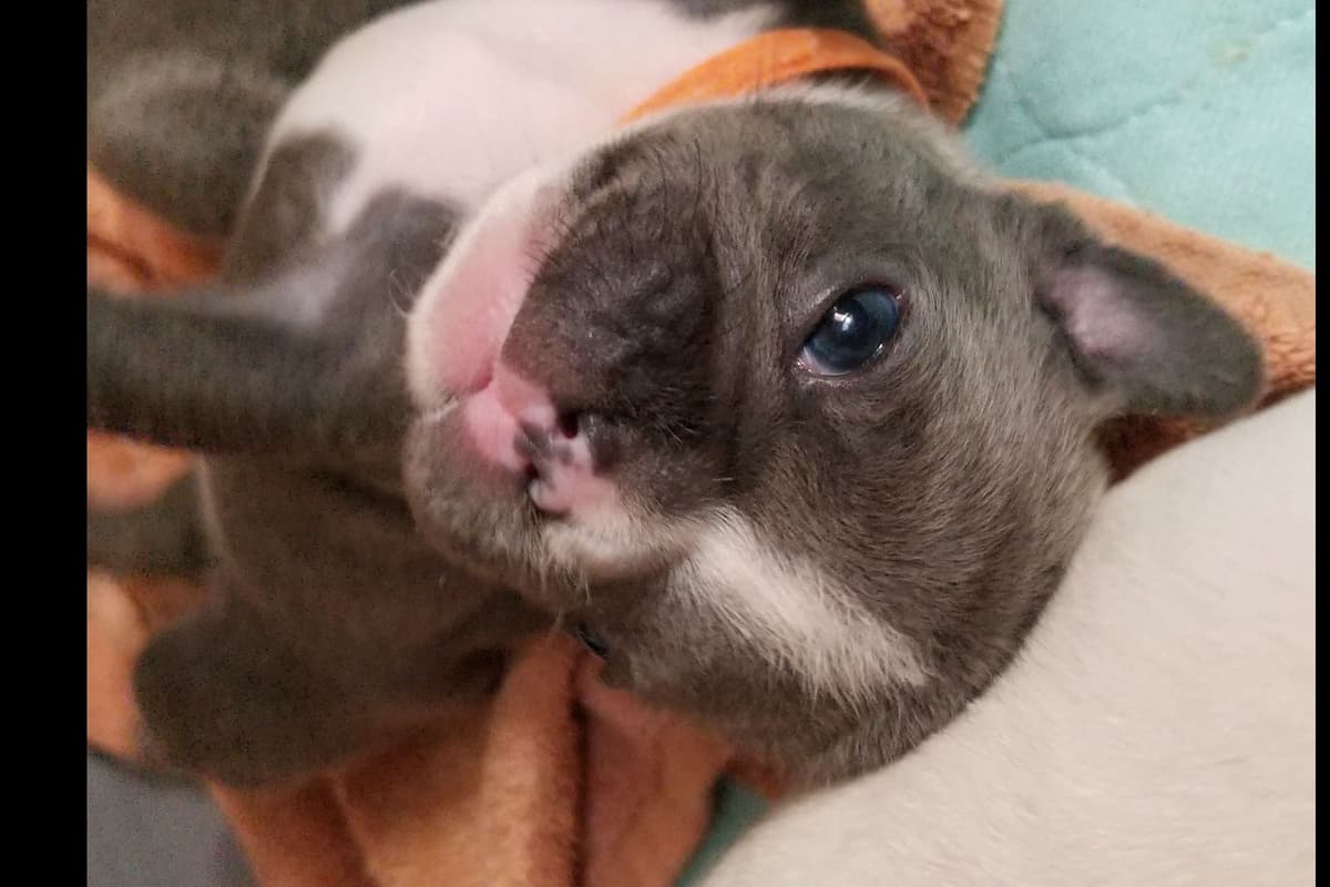 French Bulldog Puppies breeder image 12
