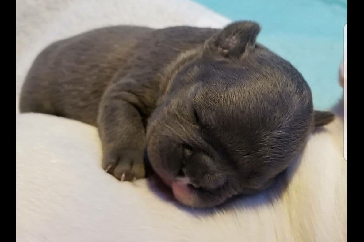 French Bulldog Puppies breeder image 10