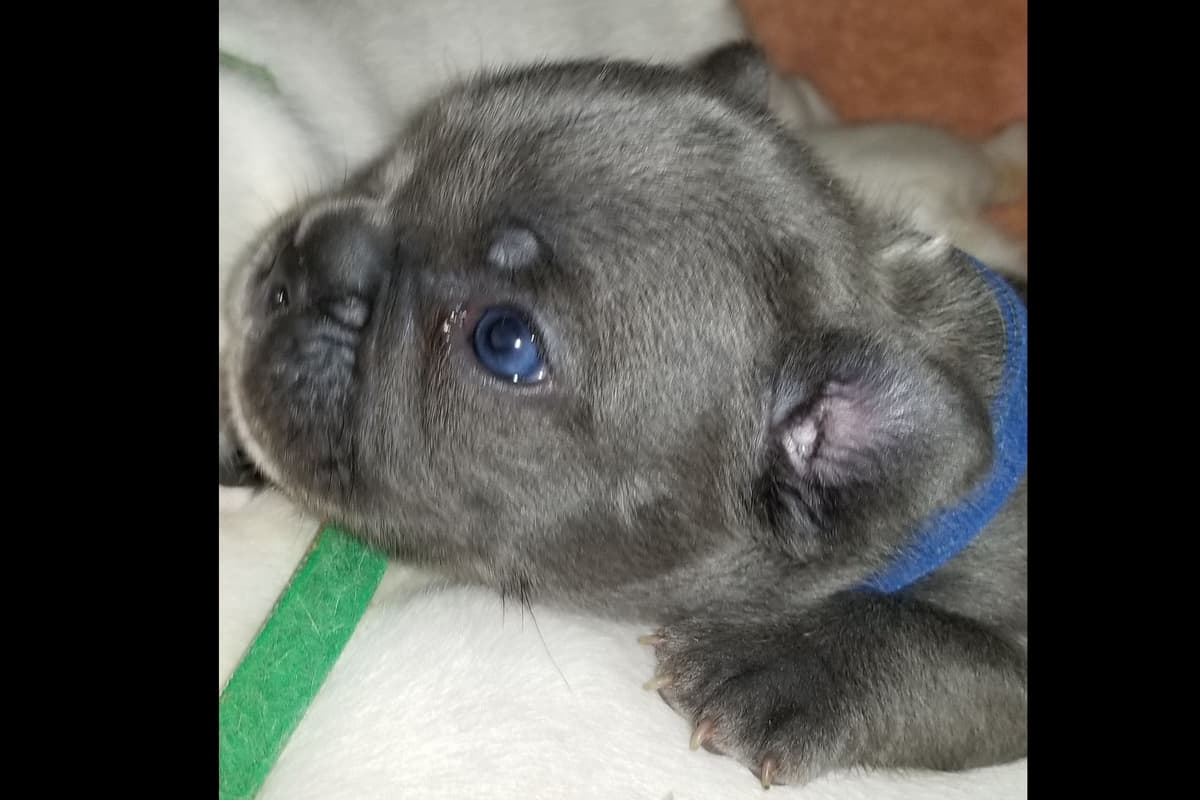 French Bulldog Puppies breeder image 8